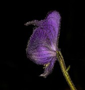 Acontinum columbianum - Monk's Hood